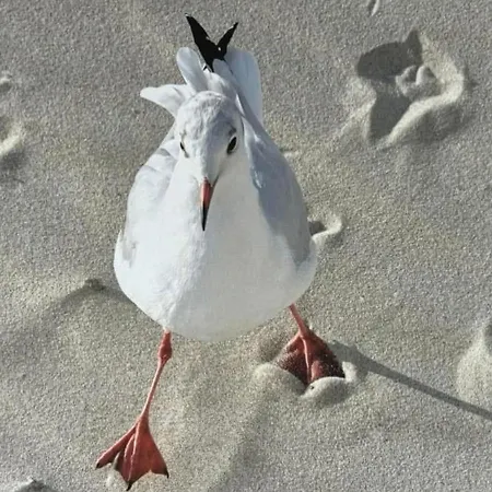 La Mouette C2 150m De La Plage, Terrasse Ensoleillée, Parking Privé Gratuit