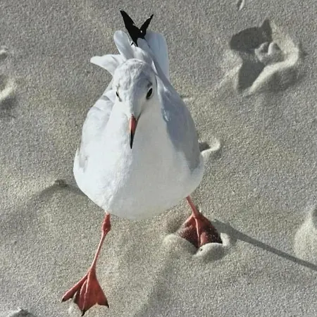 La Mouette C2 150m De La Plage, Terrasse Ensoleillee, Parking Prive Gratuit